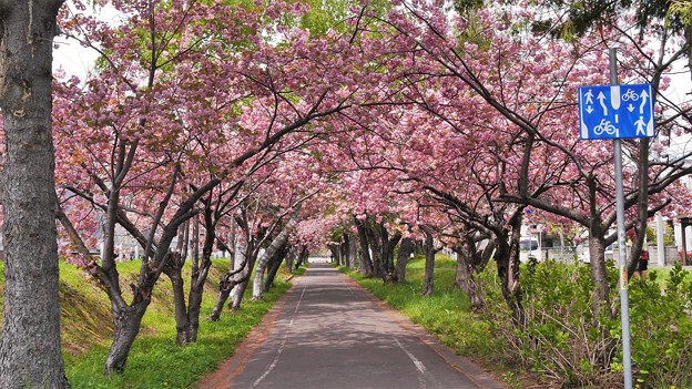 満開八重桜とサイクリングロード１５　桜のトンネル２