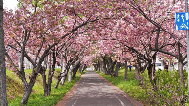 満開八重桜とサイクリングロード１６　桜のトンネル３