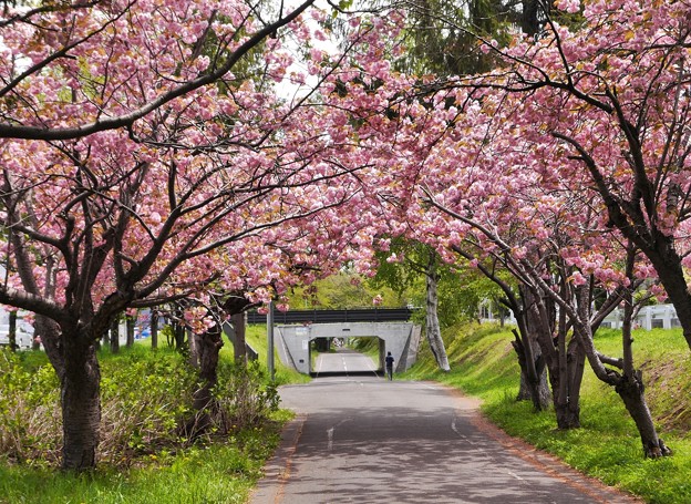 満開八重桜とサイクリングロード１７　桜のトンネル４