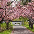 Photos: 満開八重桜とサイクリングロード１７　桜のトンネル４