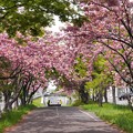 Photos: 満開八重桜とサイクリングロード１８