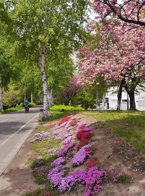 Photos: 満開八重桜とサイクリングロード１９