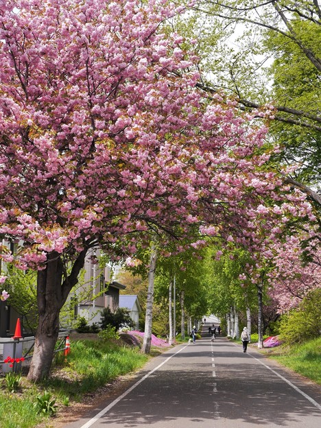 八重桜とサイクリングロード