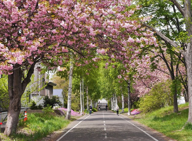 八重桜とサイクリングロード