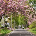 Photos: 八重桜とサイクリングロード