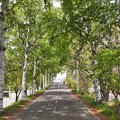 Photos: 白樺並木のサイクリングロード