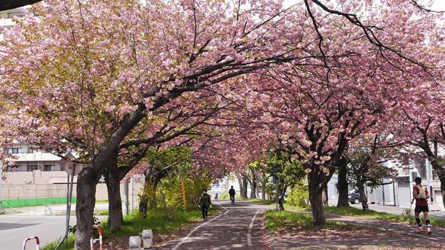 Photos: 八重桜とサイクリングロード