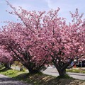 Photos: 満開八重桜とサイクリングロード