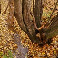 写真: 落葉の青葉中央公園