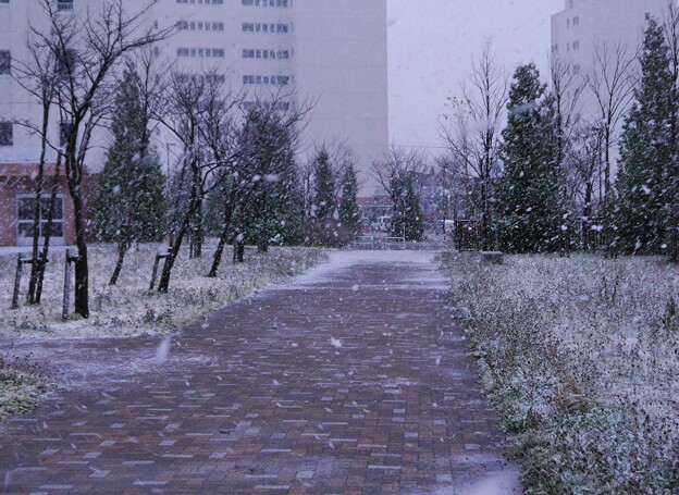 Photos: 雨から雪に　珍しいのも今の内だけ(^^;;