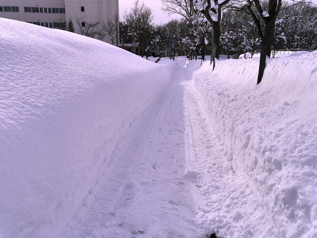 除雪された道
