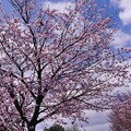 写真: 桜が咲いてきた