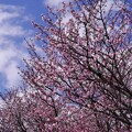 写真: 桜が咲いてきた