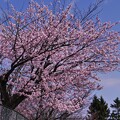 桜の頃