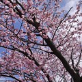 写真: 桜の頃