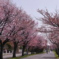 写真: サイクリングロードの桜