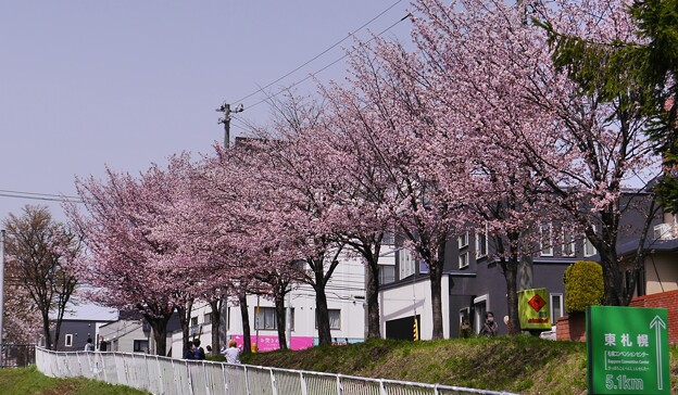 サイクリングロードの桜