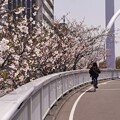 写真: サイクリングロードの桜（環状夢の橋）