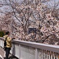 写真: サイクリングロードの桜