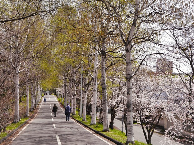 写真: サイクリングロードの白樺並木と桜