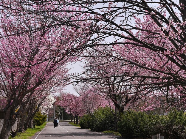 写真: 厚別南緑地の桜