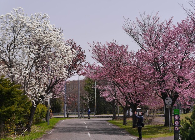 写真: 厚別南緑地の桜とハクモクレン