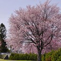 写真: 厚別南緑地の桜
