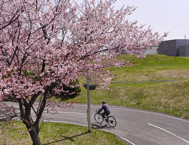 写真: 厚別南緑地の桜とサイクリングロード