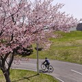 厚別南緑地の桜とサイクリングロード