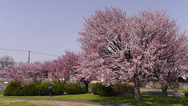 厚別南緑地の桜