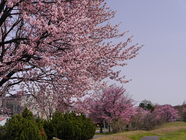 厚別南緑地の桜