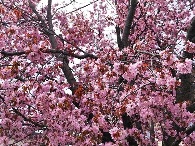 写真: 八重みたいな桜