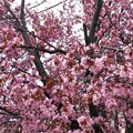 八重みたいな桜