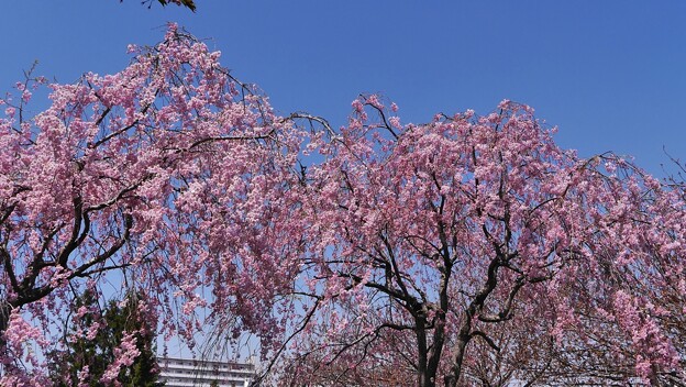 咲いてきた枝垂桜