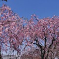 咲いてきた枝垂桜
