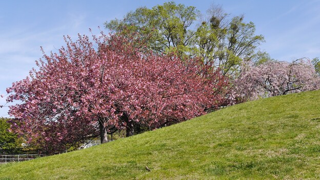 八重桜と枝垂桜