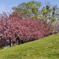 八重桜と枝垂桜