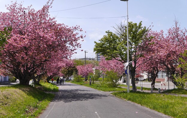 サイクリングロードの八重桜満開　１