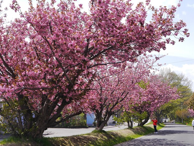 サイクリングロードの八重桜満開　２