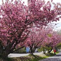 写真: サイクリングロードの八重桜満開　２