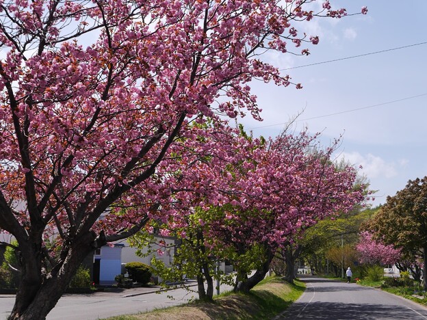 サイクリングロードの八重桜満開　３