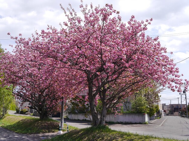サイクリングロードの八重桜満開　５