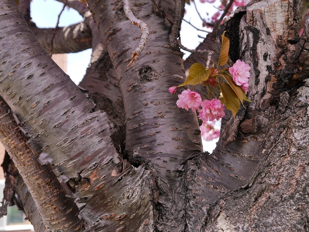 ６　八重桜