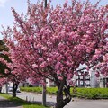 サイクリングロードの八重桜満開　７