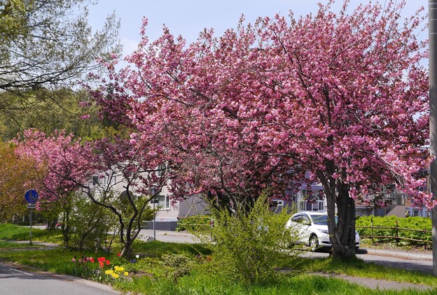サイクリングロードの八重桜満開　９
