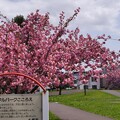 サイクリングロードの八重桜満開　１５