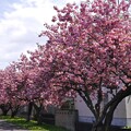 白石東冒険公園の八重桜満開　２０
