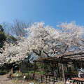 写真: 22小石川植物園【桜：大島桜】1
