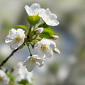 写真: 25小石川植物園【桜：大島桜】4