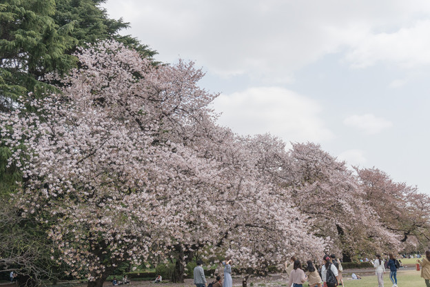写真: 12新宿御苑の桜【染井吉野】5